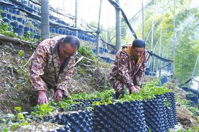 探索林下生态种植三叶青 带动林农增收