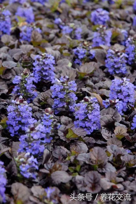 院子里养这11种匍匐植物，很容易长成一大片花毯