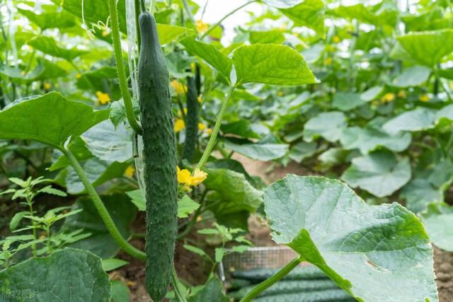 夏黄瓜想种得好，怎样种植才可以达到丰收高产，需要哪些种植技巧