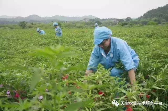 种植高手教你怎样种好中药材！