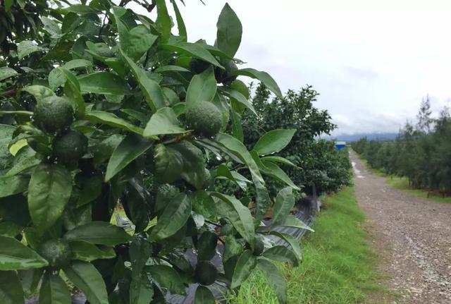 走进广西沃柑种植最土豪、最标准的基地！（BAA调研系列九）