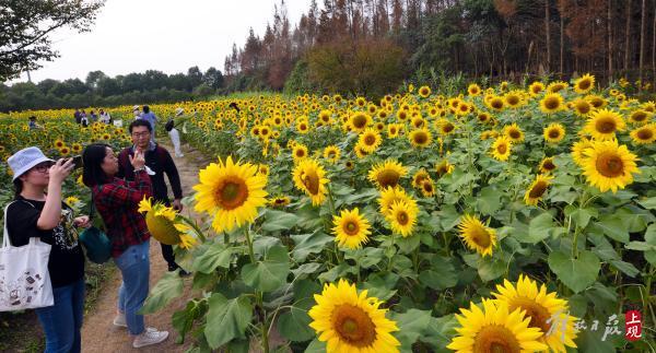 花开海上，40万株地肤进入最佳观赏期