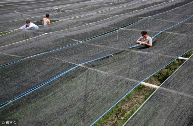 这个冬天很冷，大果树要防寒新栽的果树更要防寒，这些措施很有用