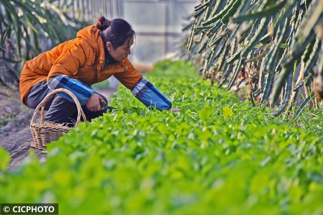 烟台果蔬种植新模式：错层生长 四季可采