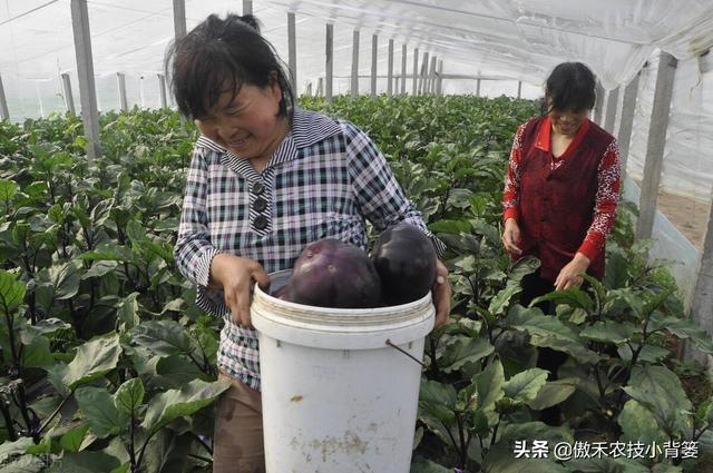 田间管理上注意这几点，想要种好茄子并不难