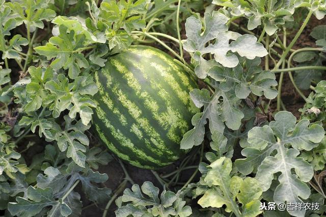 小麦、西瓜、朝天椒高效种植模式，赶快学起来