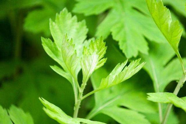 这4种驱蚊植物，好看好养活，摆上一盆彻底和蚊虫说拜拜