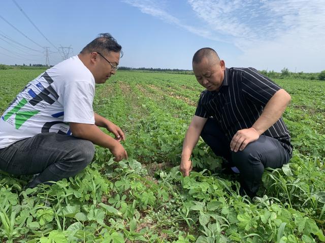 中药材价格飞涨变投资新风口？种植户：今年净赚少说也得200万！