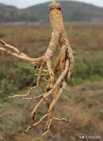 党参的详细种植技术和方法！