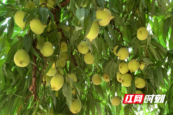 江永：高山鹰嘴桃 村民致富果