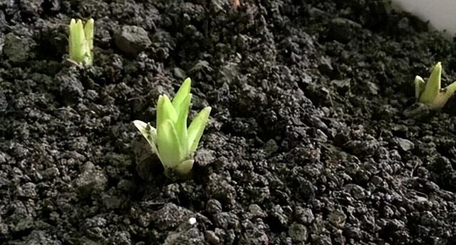 养心安神，润肺止咳，食用百合阳台盆栽种植方法