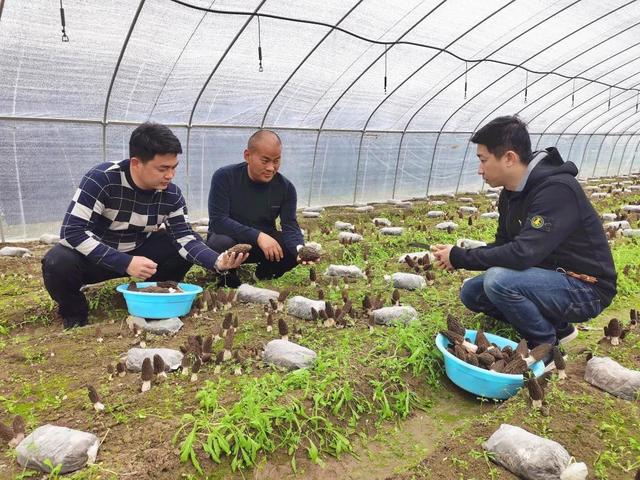 圆梦那一刻｜三名退役军人，把“羊肚菌”种成“致富经”