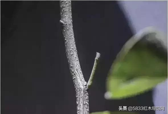 教你种一棵小叶紫檀