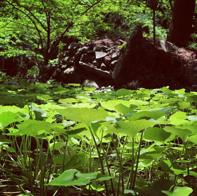 远山里的珍馐——山葵的生长日记