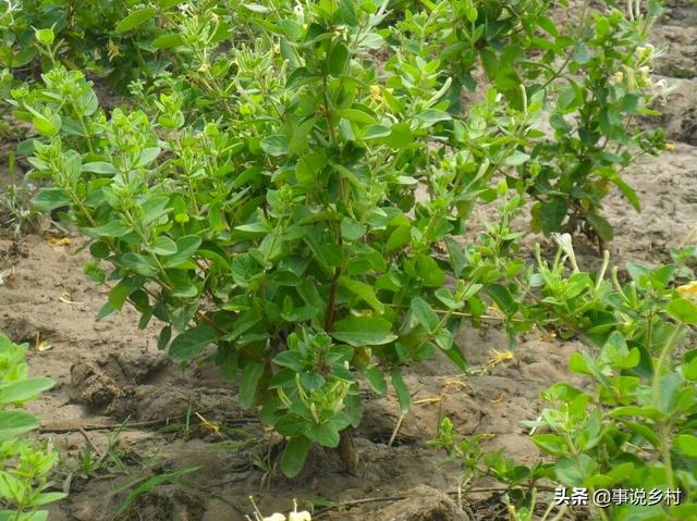 金银花种植六个步骤，从选苗到修剪，轻松种出高品质金银花