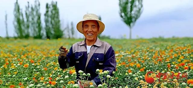 红花养殖，在河南的种植管理及栽培技术