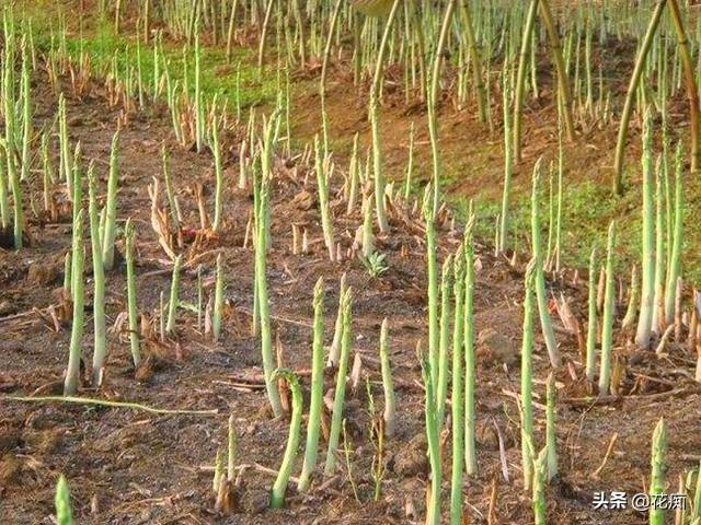 “蔬菜之王”芦笋，好吃又易种，一年多次采收，年年吃不断