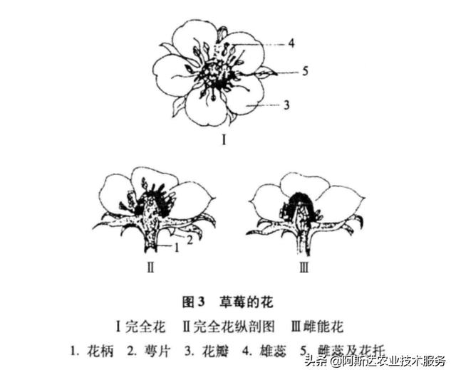 大棚草莓高产高效种植关键技术分析