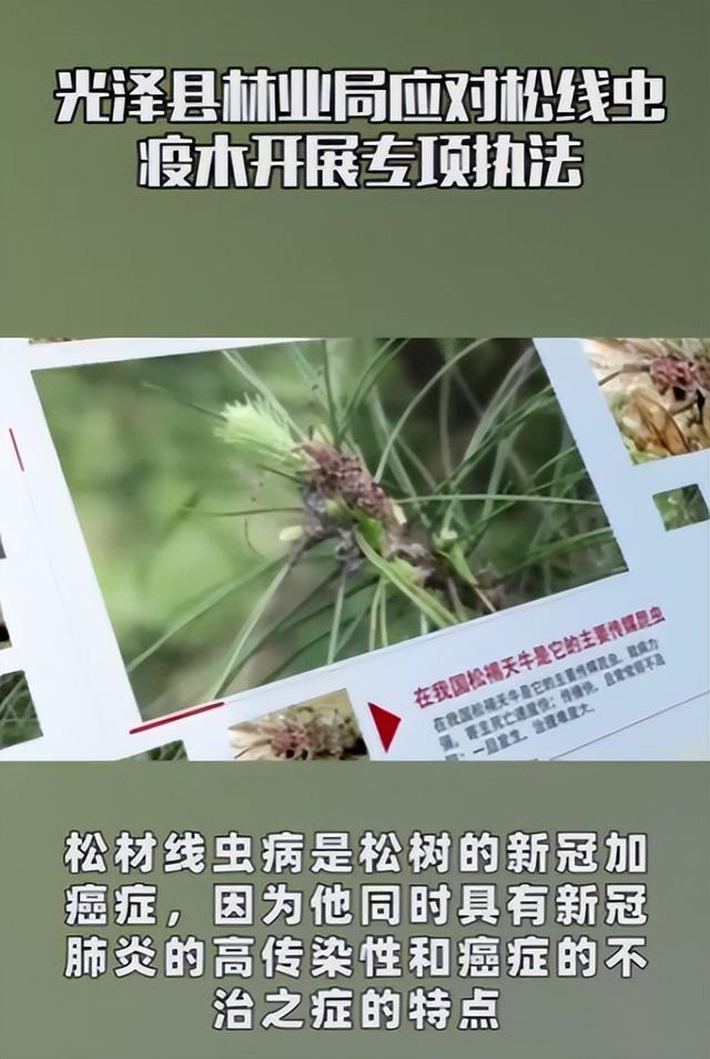 已在中国遍地开花的入侵物种，海关也要日日严查