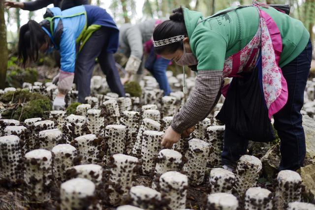 黑木耳的种植起来很简单，管理也不费力，你可以试一试