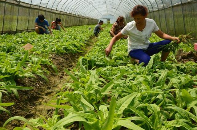 无公害蔬菜的种植技巧要点