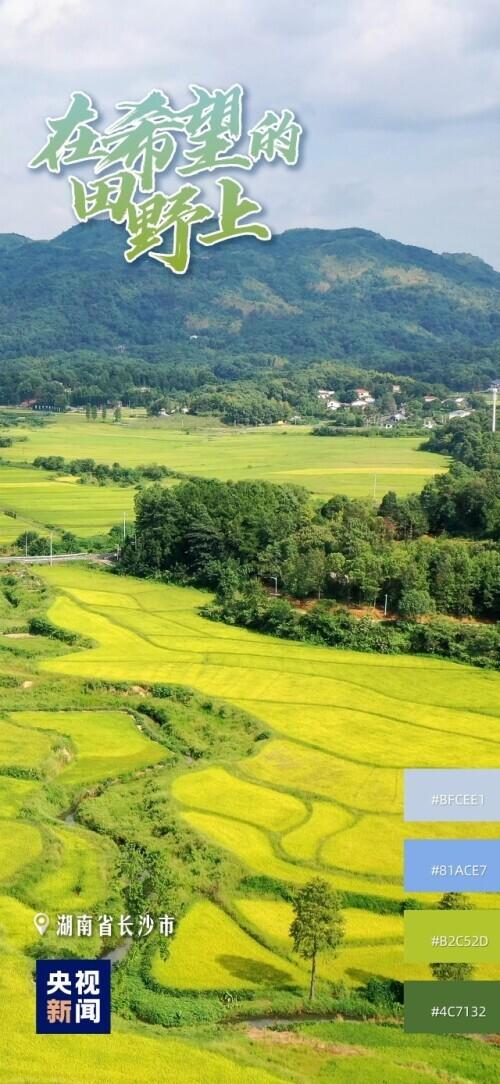 主产区·大粮仓丨稻花“湘”里说丰年