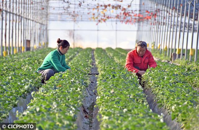 烟台果蔬种植新模式：错层生长 四季可采