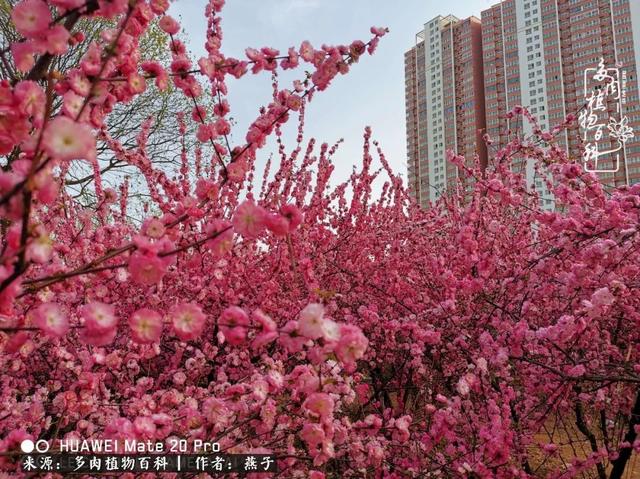 每种下一颗多肉，就种下了我对家人的思念！