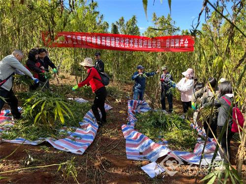 工业大麻全雌系雌雄配比创新种植技术助力产量创新高