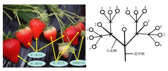 草莓又大又好吃的秘诀来啦，7个小技巧就能让你轻松种出可口草莓