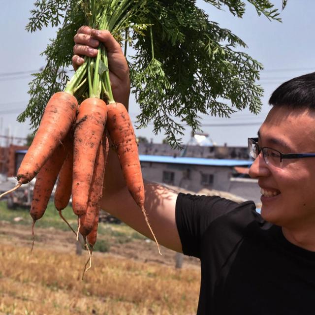 这些来自日本的进口蔬菜种，到底要比国内品种好在哪？推荐农户