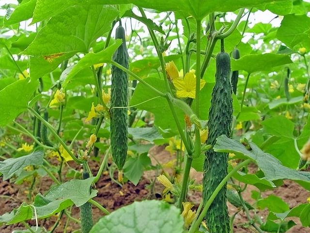 夏黄瓜想种得好，怎样种植才可以达到丰收高产，需要哪些种植技巧