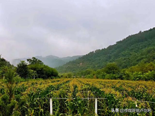 陕南石泉·本草溪谷·五味子种植科研基地成为农旅融合示范园