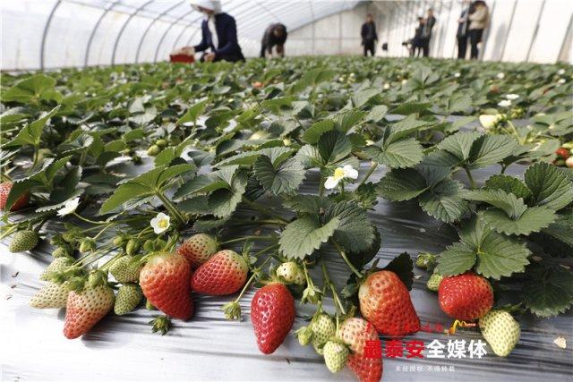 新泰莴苣做进“首都”年夜饭 大棚蔬菜远销欧美