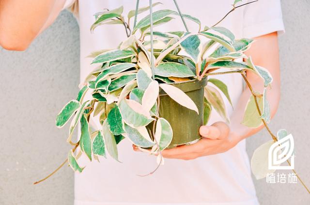 「植培施」一颗球兰也能成花海，栽培技法揭秘（干货篇）