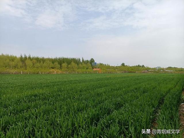 七律 晚春喜雨润农田（外五首）