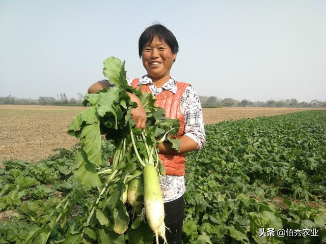 农民采用3个步骤种植萝卜，能吃出水果的感觉，经济效益很可观