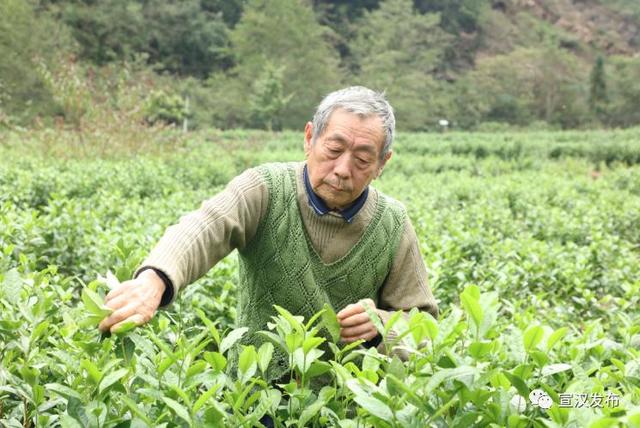 达州宣汉：“小茶叶”撬动“大发展”！