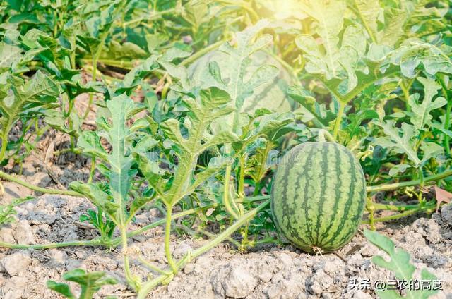 种植西瓜和甜瓜，这“五点”掌握住错不了，促进花多瓜好产量高