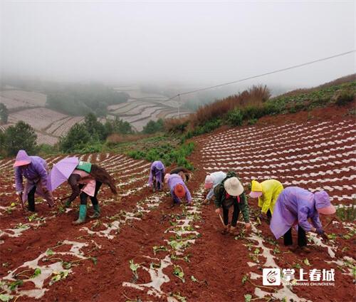 农技专家团助力寻甸联合乡中药材种植