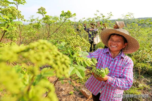 适合农村闲置土地的中草药种植项目，一亩可以收入14000块