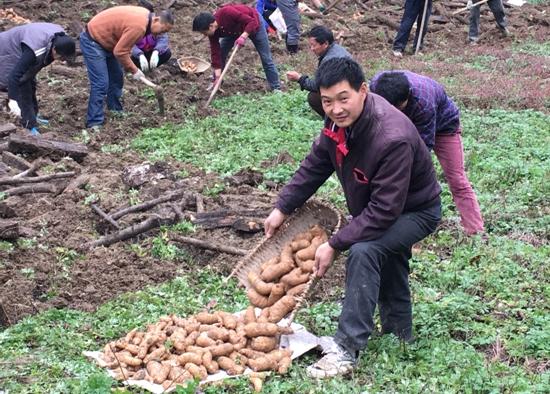 天麻什么地方可以种植 什么时候采收好