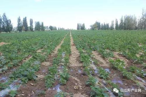 南瓜种植技术，中国南瓜露地栽培应怎样进行中耕除草？