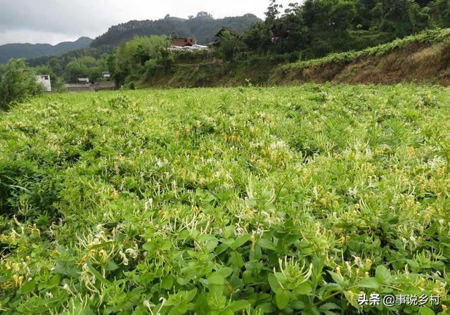 金银花种植六个步骤，从选苗到修剪，轻松种出高品质金银花