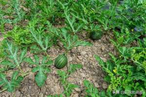 甜瓜种植技术及产量(种植西瓜和甜瓜，这“五点”掌握住错不了，促进花多瓜好产量高)