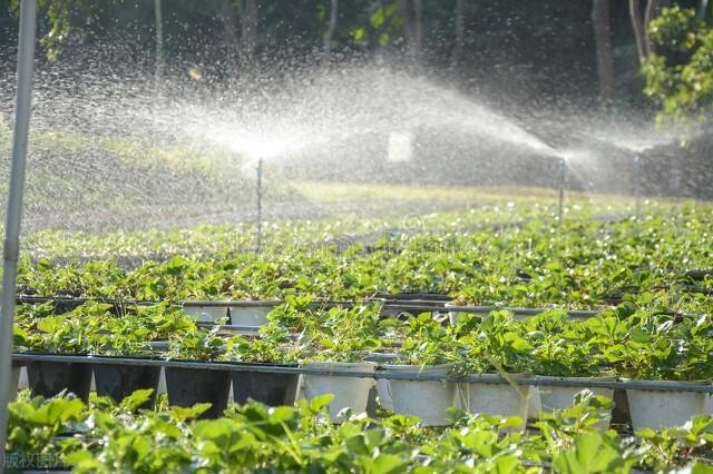 现代农业研究：大棚草莓—芹菜—小白菜高效栽培技术