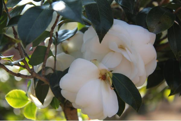 山茶花养在庭院，长势格外好，做好施肥开花更大了