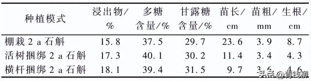 铁皮石斛仿野生林下种植新模式的优势