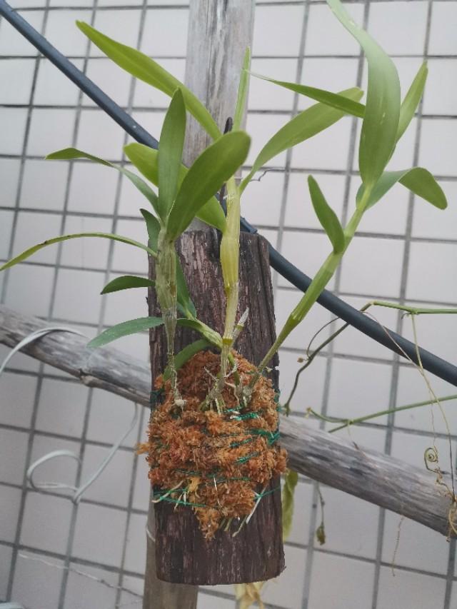 金钗石斛高芽种植教程