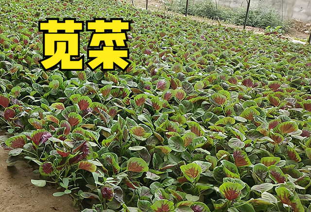 3月份，这10种蔬菜可以种植，易存活，5-6月收获，菜农们别错过